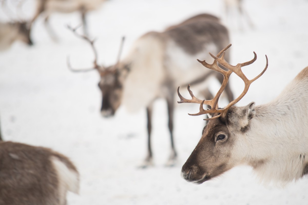 4 auÃŸergewÃ¶hnliche UnterkÃ¼nfte in Lappland.