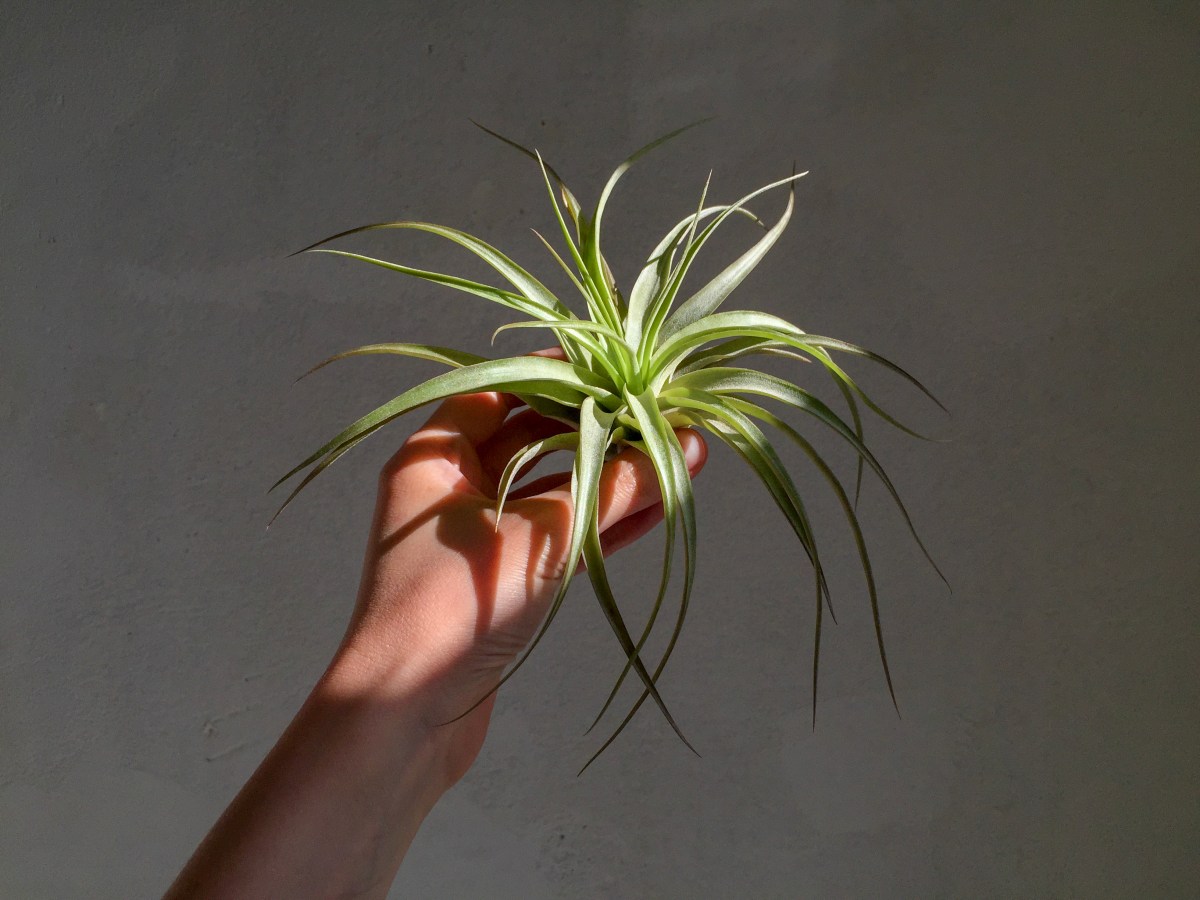 Air Plants: Die Pflanzen, die durch die Wohnung schweben!