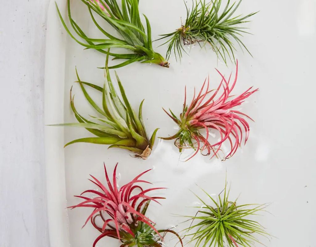 Air Plants