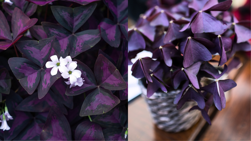 Purple Shamrock, links geöffnet, rechts geschlossen.