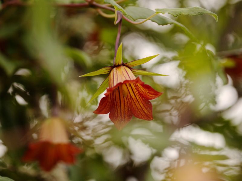 Kanaren-Glockenblume