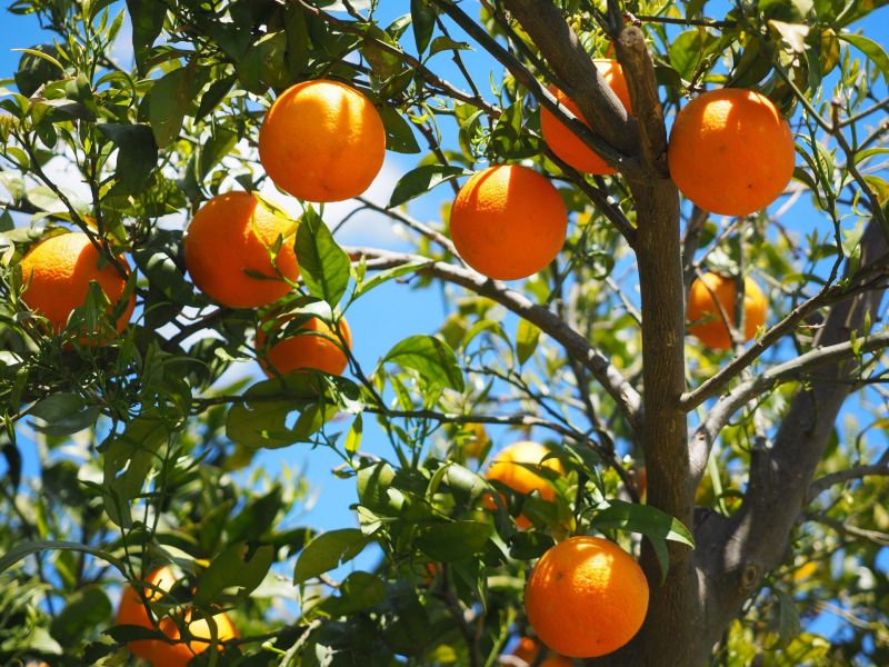 Orangenbaum