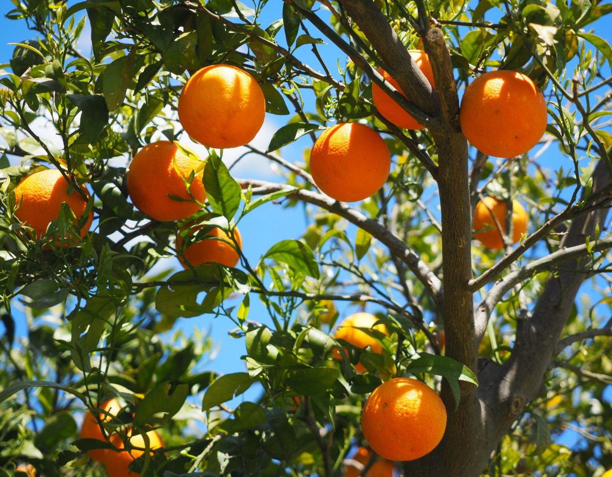 Orangenbaum