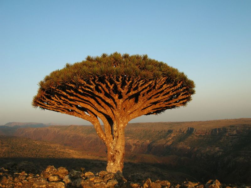 Drachenbaum