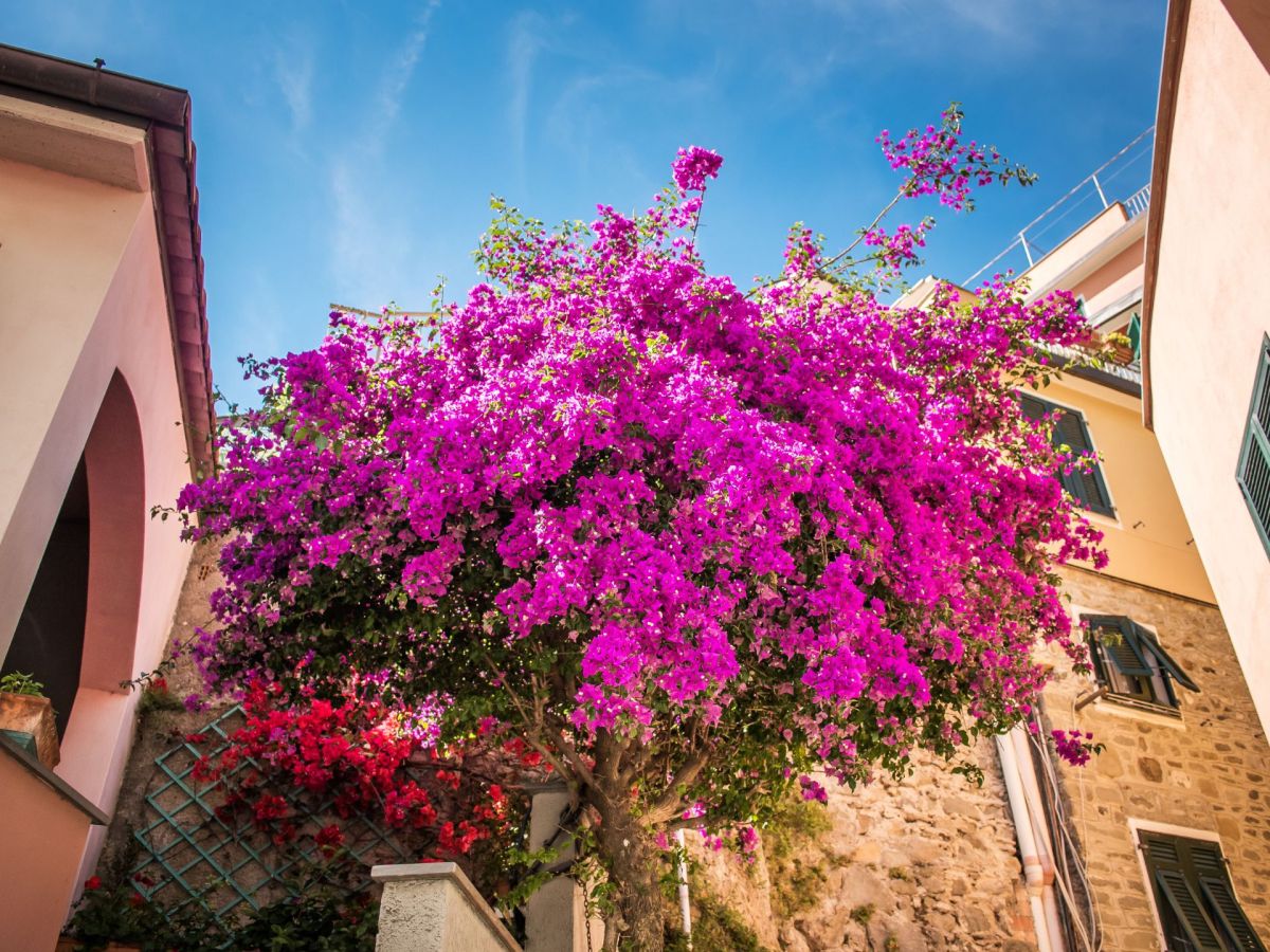Pflegeleicht & leuchtend schön: Die pinken Kanaren-Blumen wachsen auch bei dir