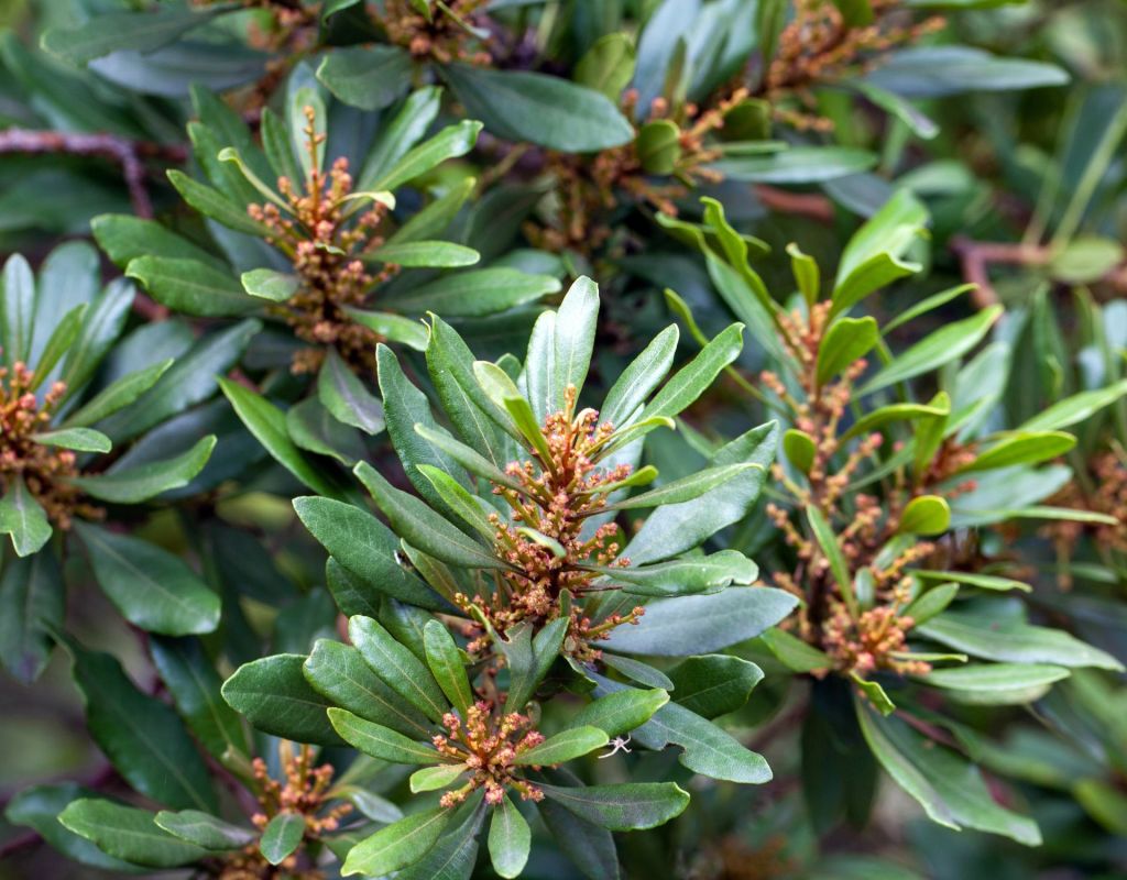 Gagelbaum
