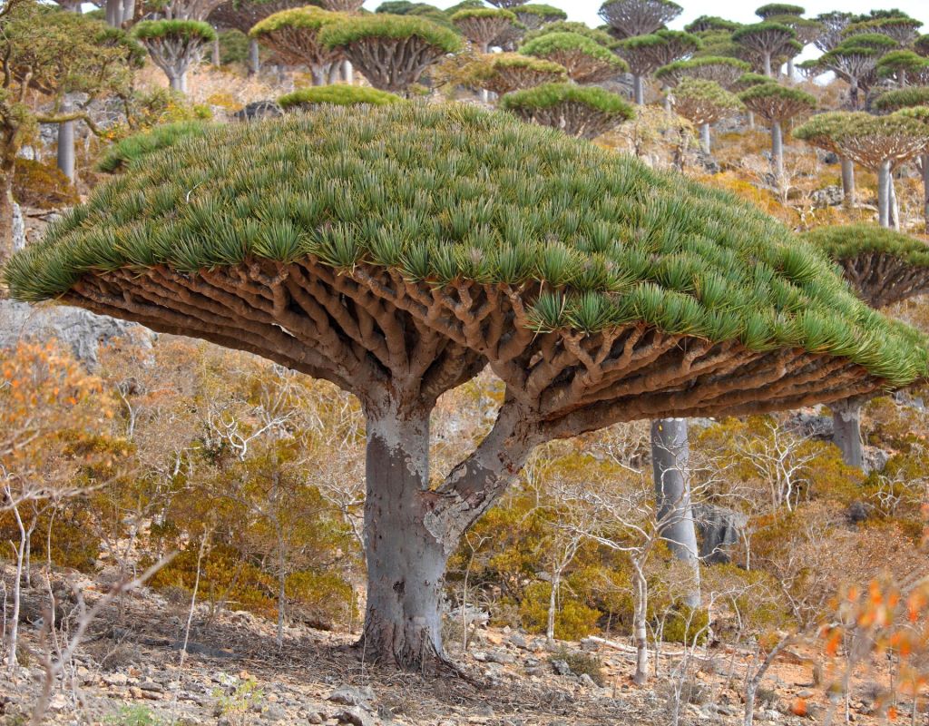 Drachenbaum