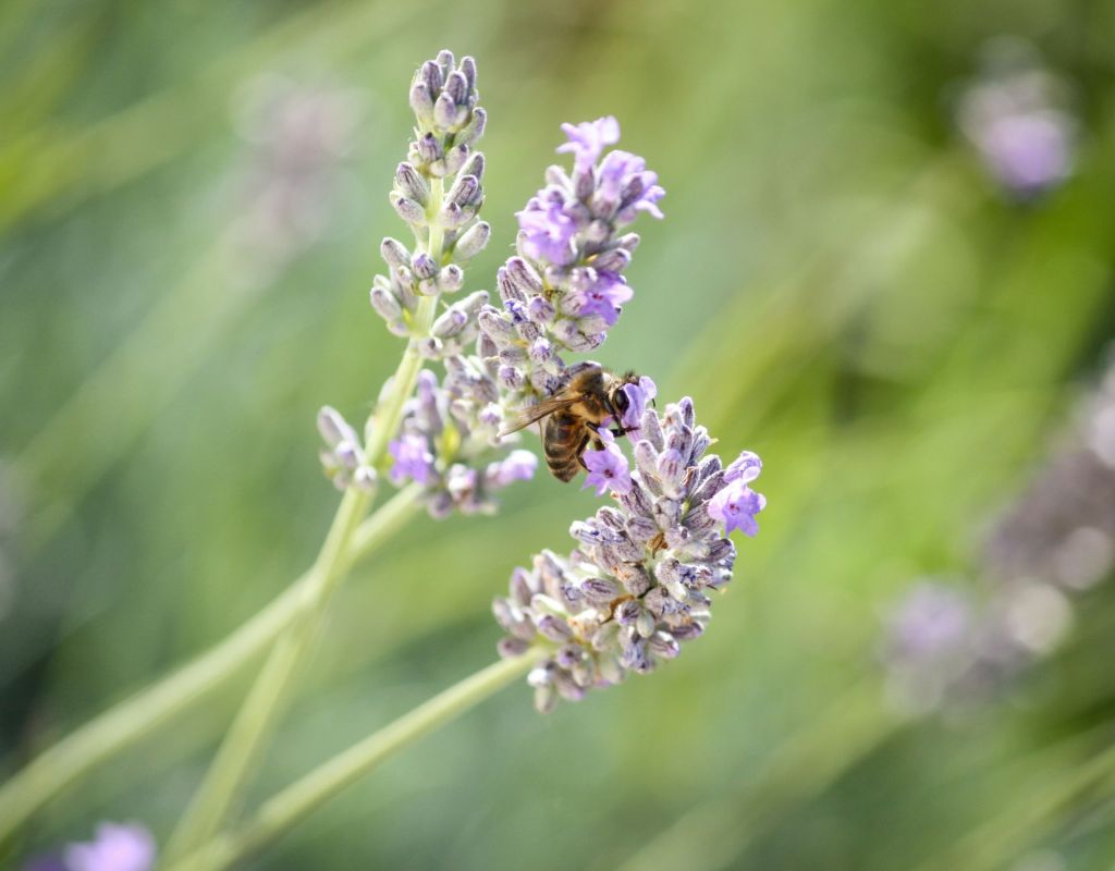 Lavendel