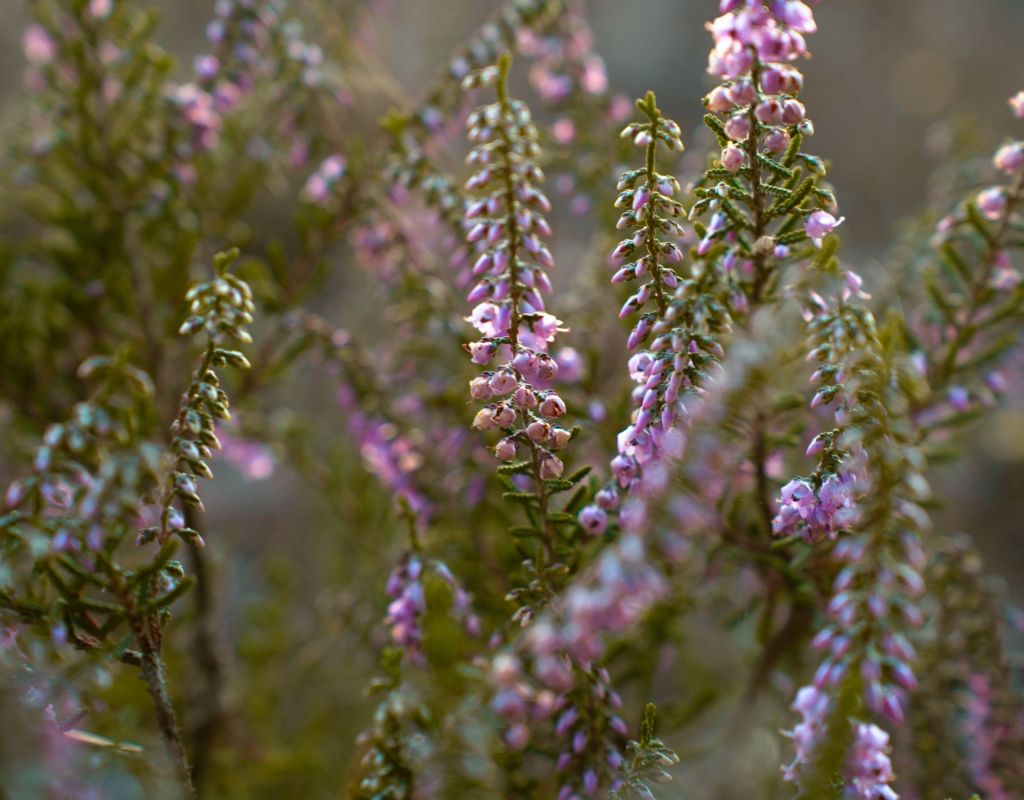 Lavendel