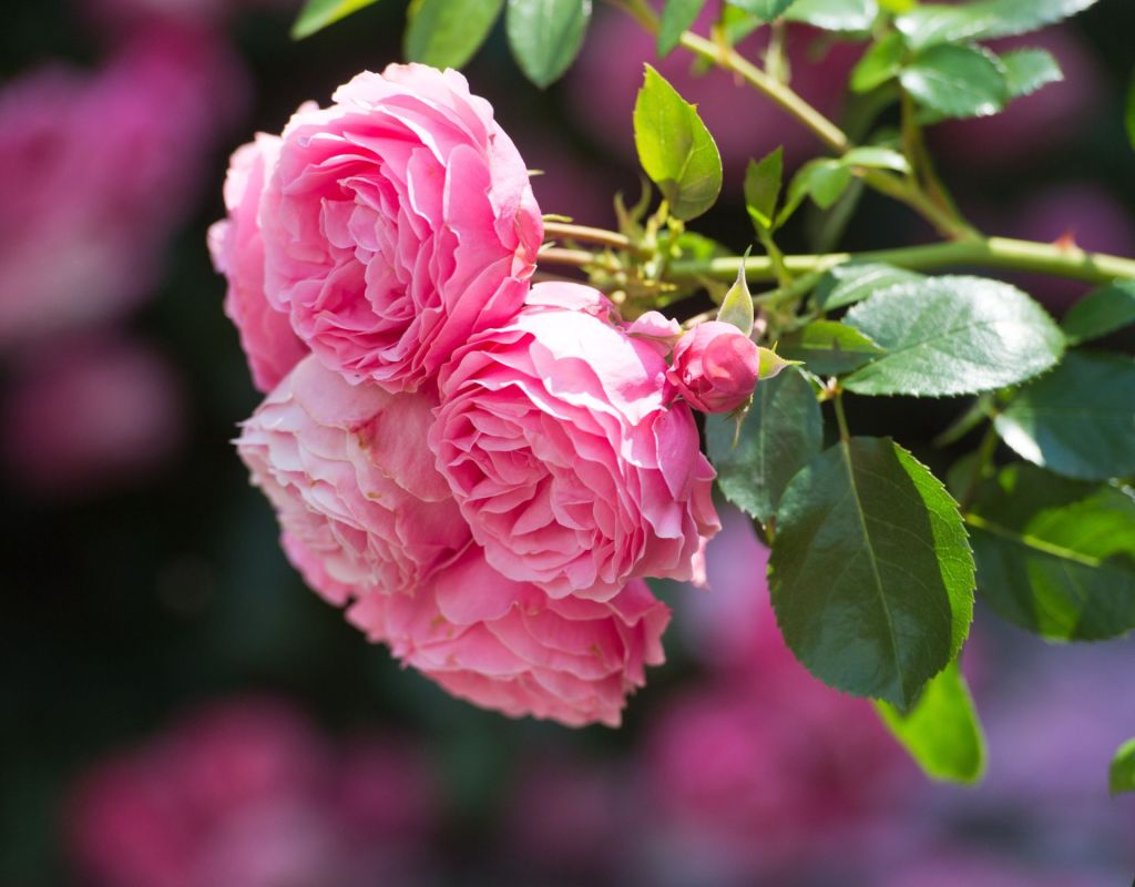 Polyantha Rose