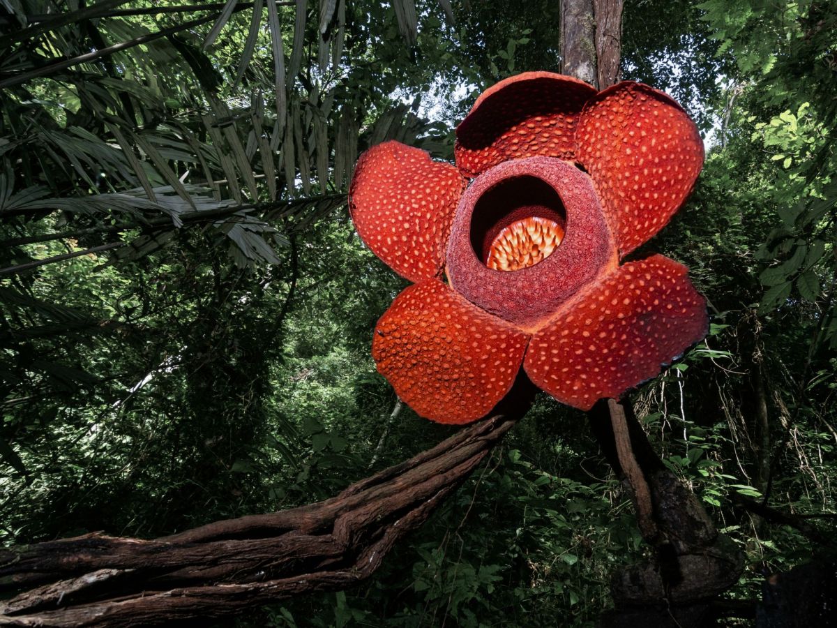 Von den Kanaren bis Indonesien: Diese 5 einzigartigen Pflanzen sind wahre Naturwunder