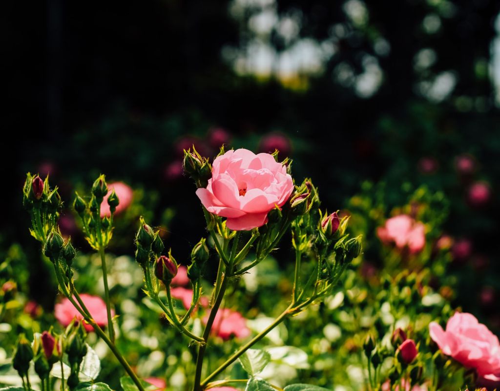 Polyantha-Rose