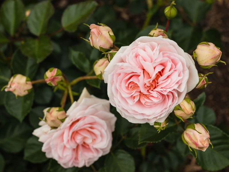 Rosa Rose
