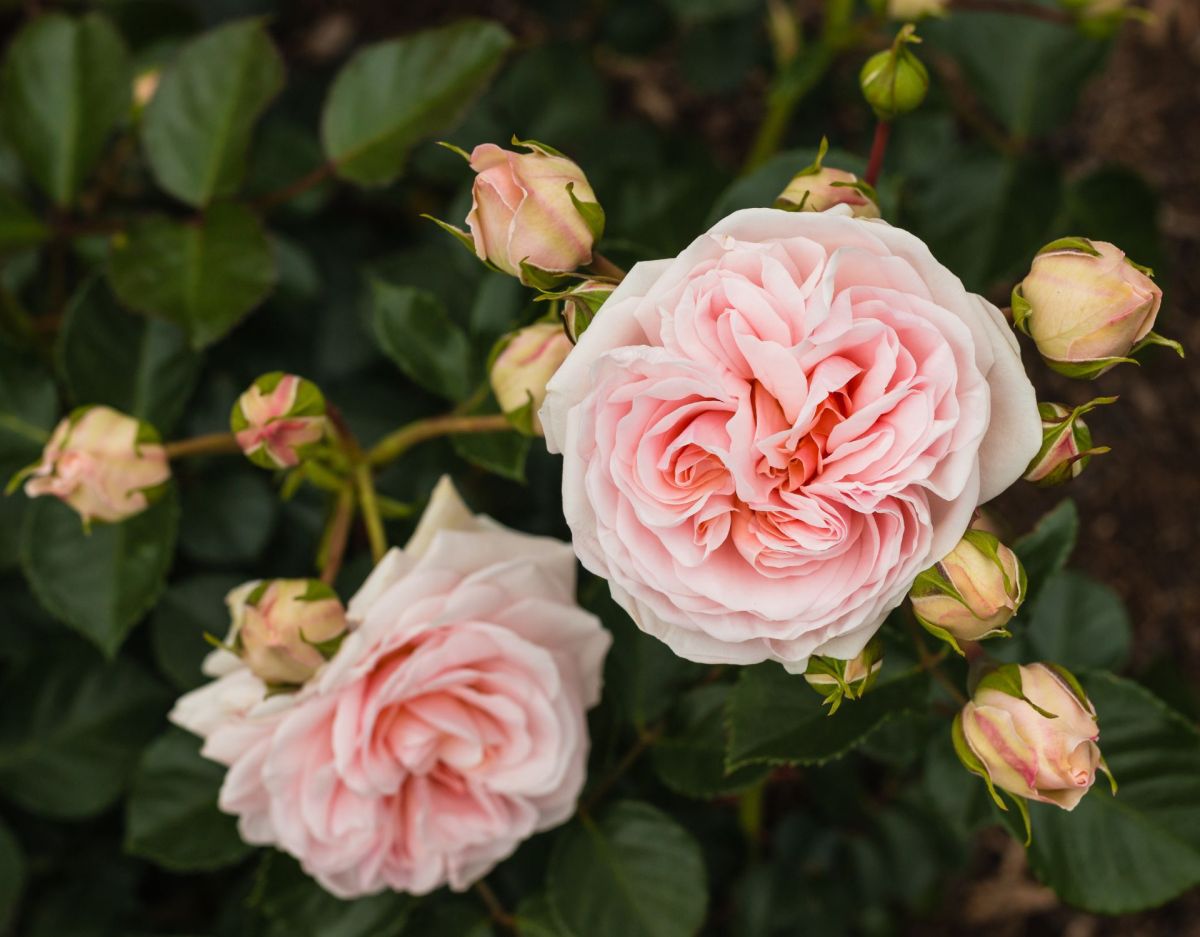 Rosa Rose