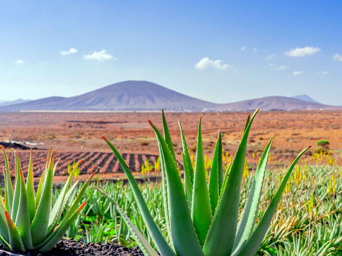 Naturschatz der Kanaren: Dieses Aloe vera-Geheimnis kennt kaum jemand