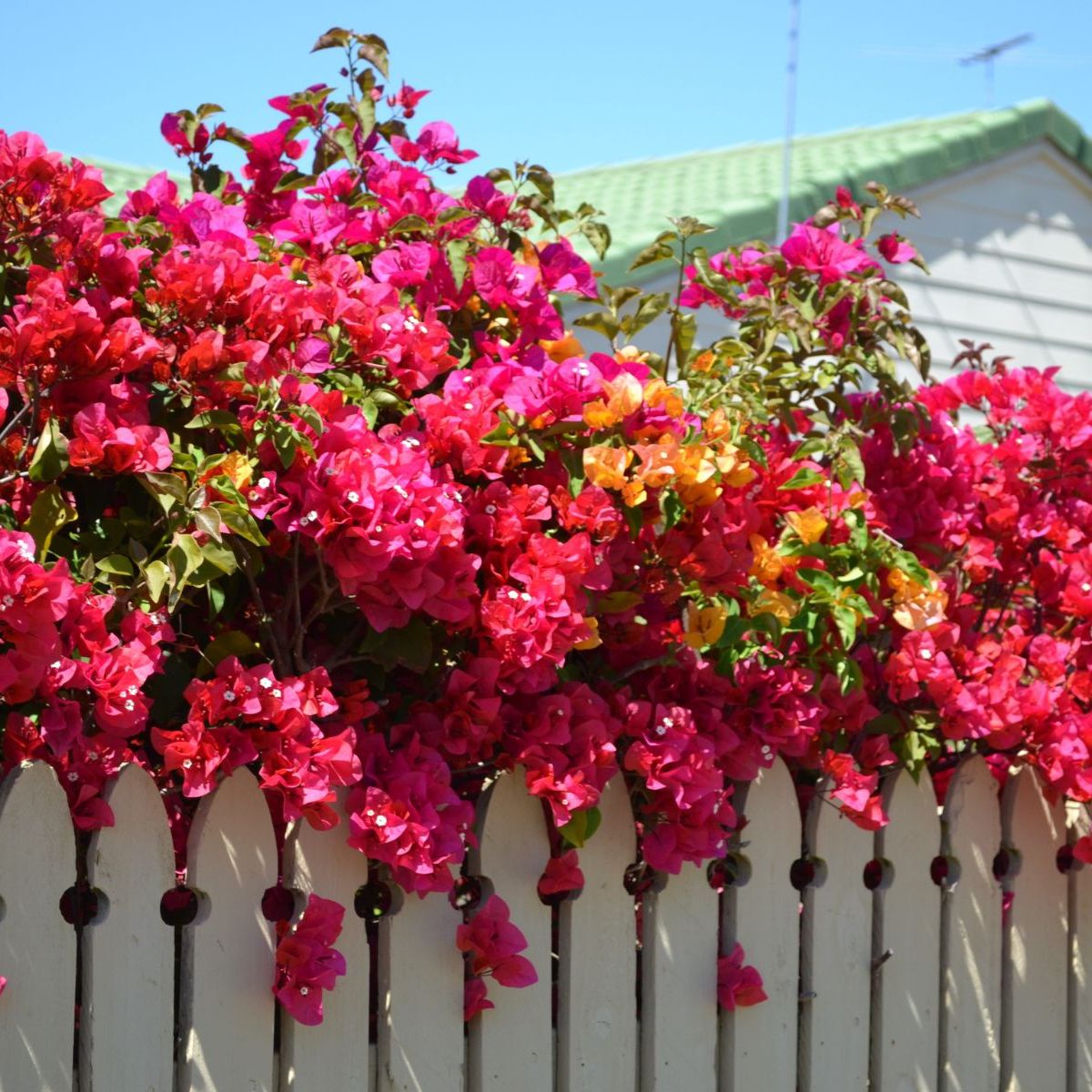 Kanaren im heimischen Garten: Diese für die Insel typischen Blumen wachsen auch bei dir