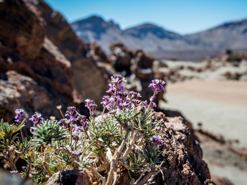 Teide-Veilchen