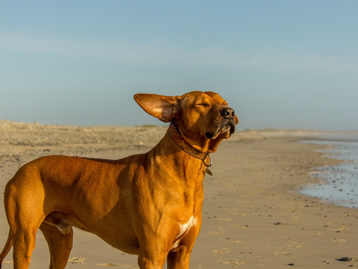 Top-Destinationen für 2025: 3 Reiseziele, in denen dein Hund herzlich willkommen ist