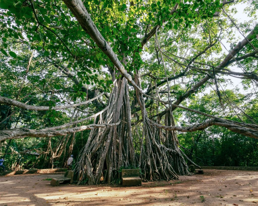 The Great Banyan-Baum