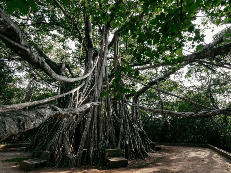 The Great Banyan-Baum