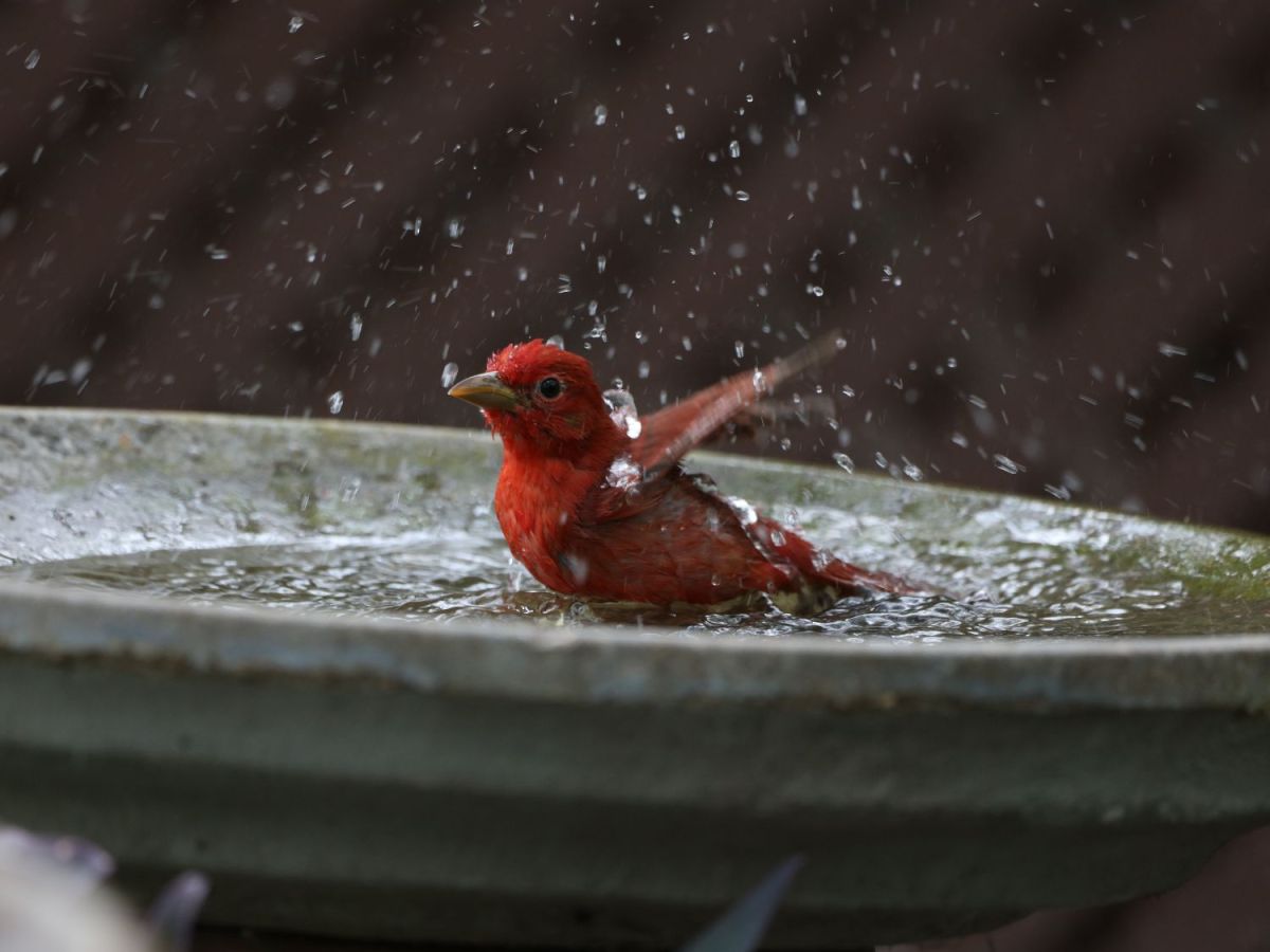 Vogelbad