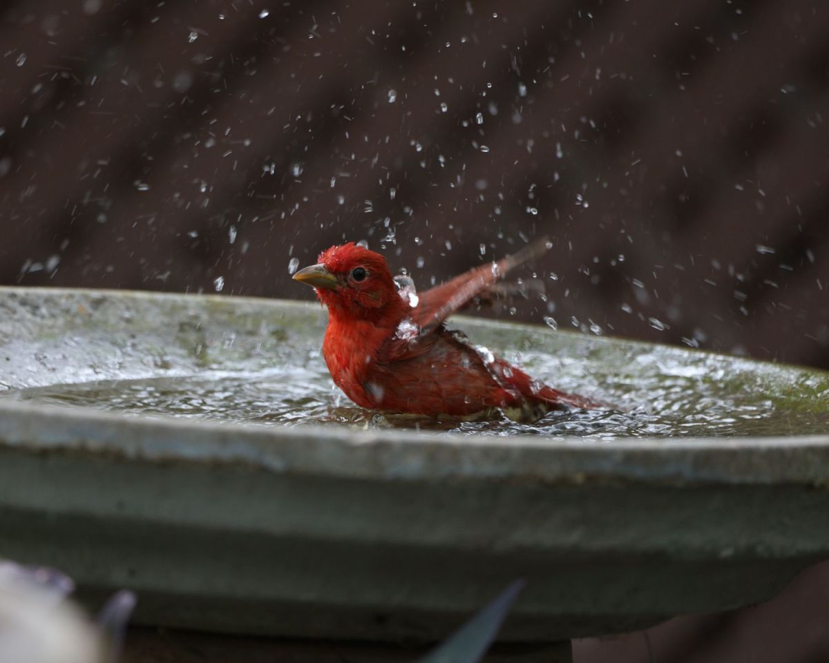 Vogelbad