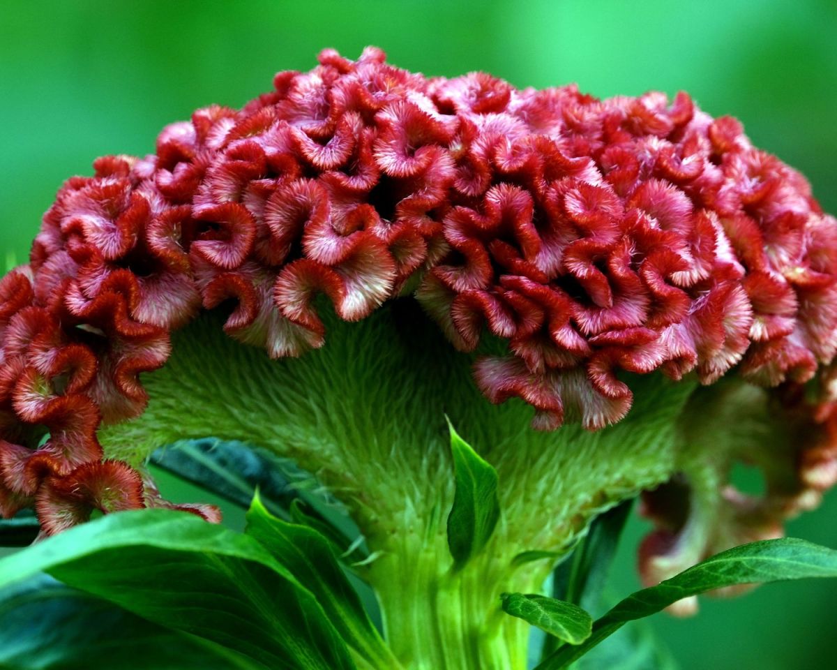 Celosia Cristata