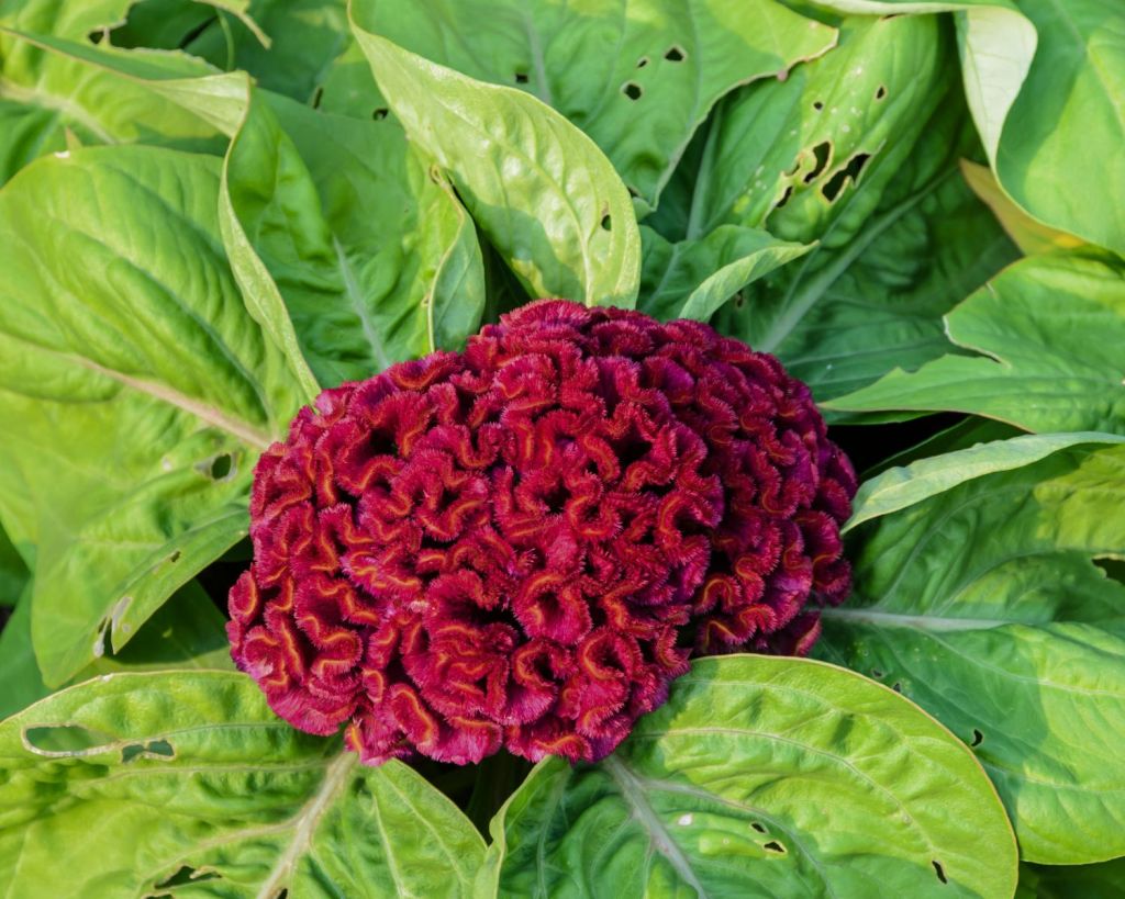 Celosia Cristata