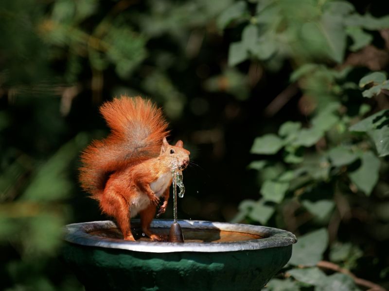 Eichhörnchen trinkt Wasser aus einem Brunnen