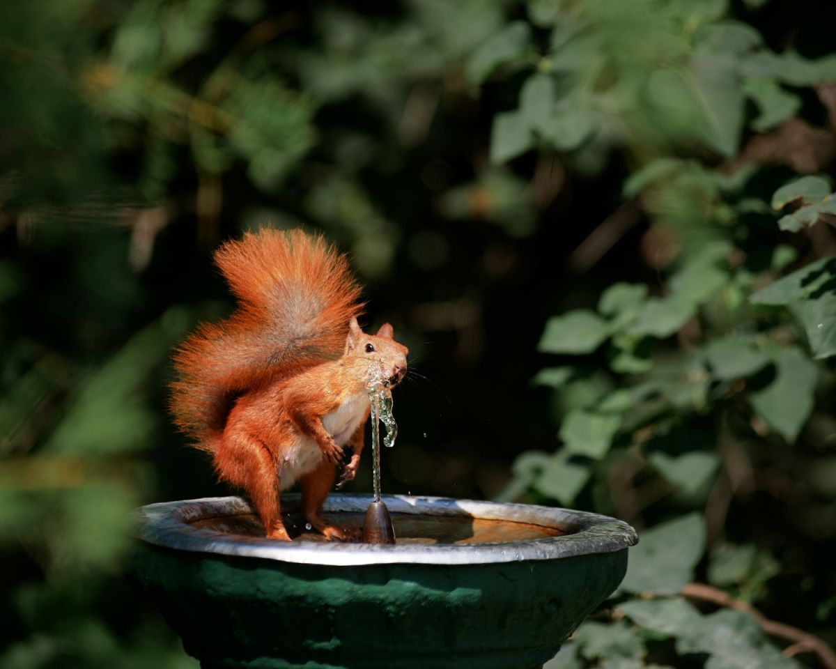 Eichhörnchen trinkt Wasser aus einem Brunnen