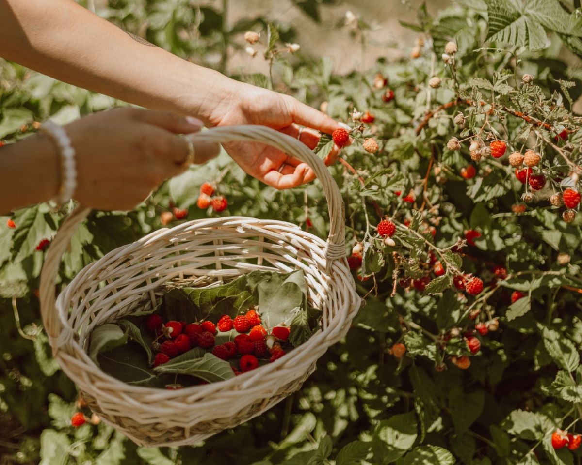Frau erntet Himbeeren