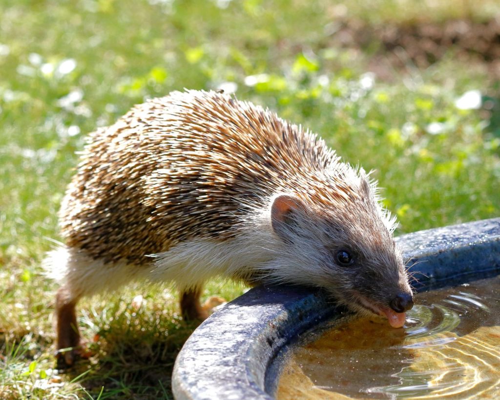Igel trinkt Wasser