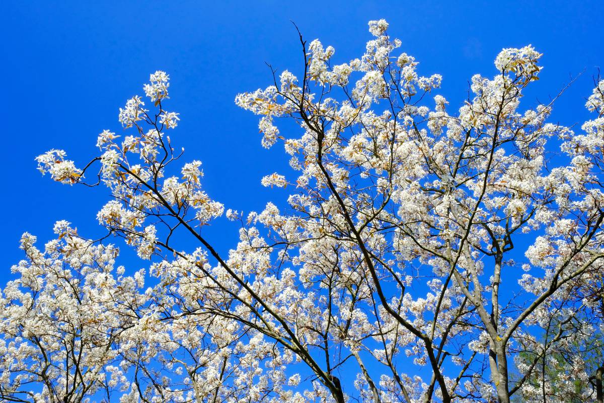 Der beste Baum überhaupt! Wer ein einfaches, pflegeleichtes und robustes Gewächs für den Garten sucht, ist mit der traumhaft blühenden Kupferfelsenbirne bestens bedient.