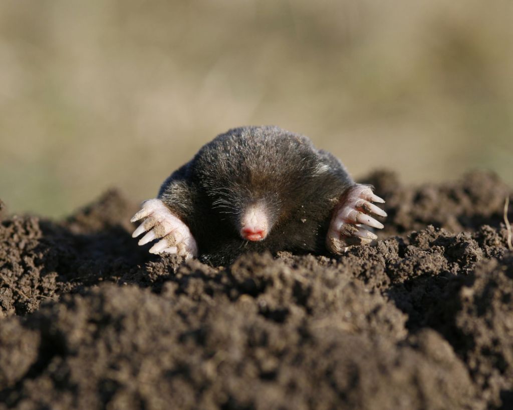 Maulwurf schaut aus einem Maulwurfhügel hervor