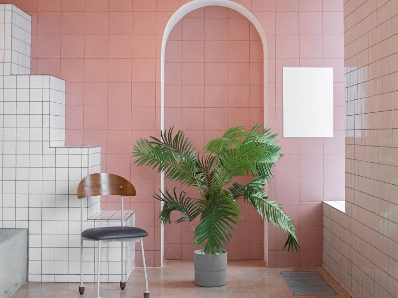 Monstera vor einer pinkfarbenen Wand und neben einem Stuhl