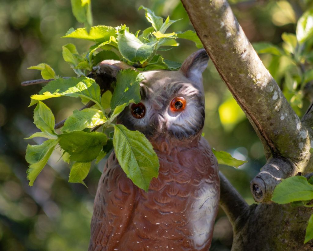 Plastikeule sitzt im Baum
