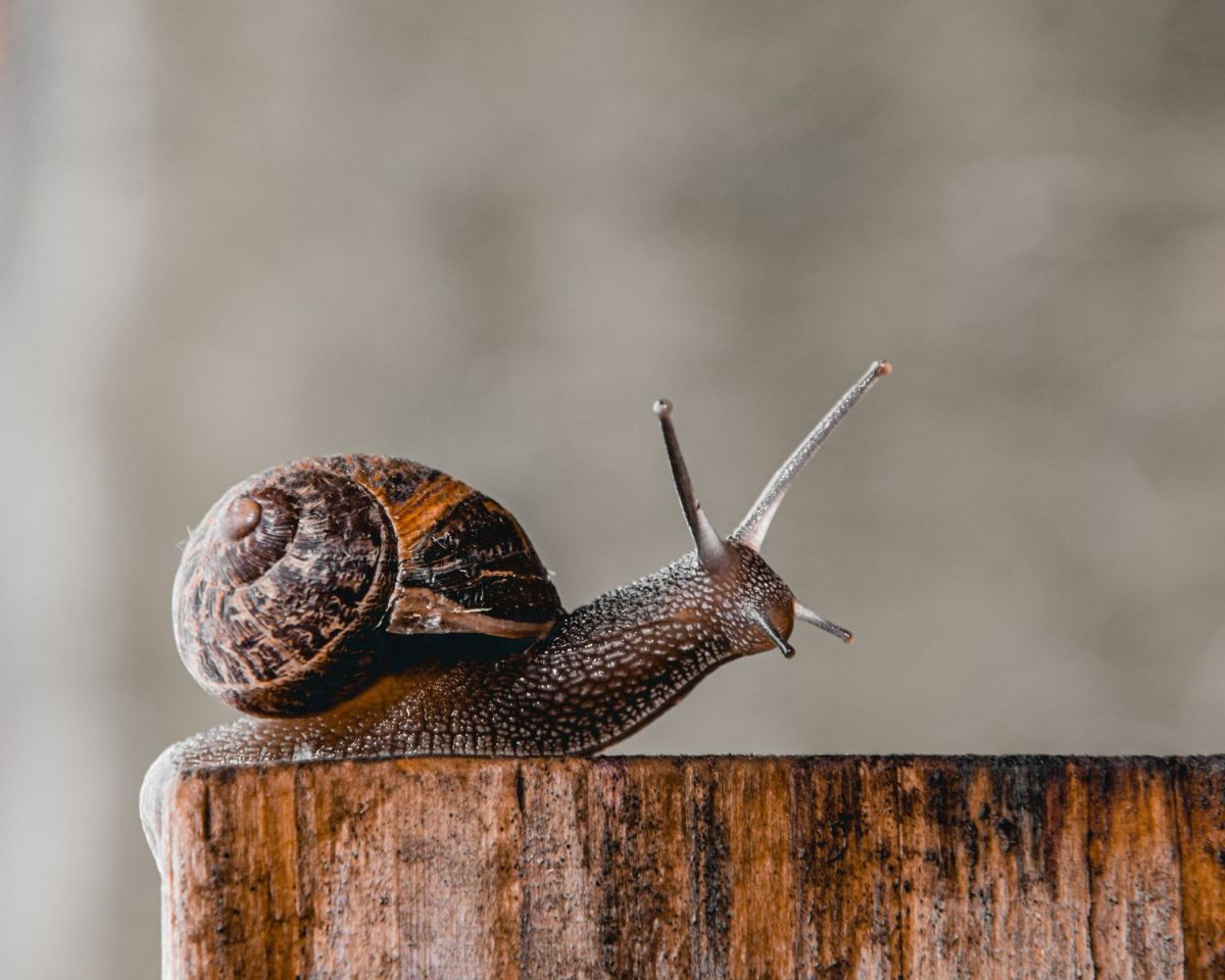 Schnecke sitzt auf einem Holzbalken