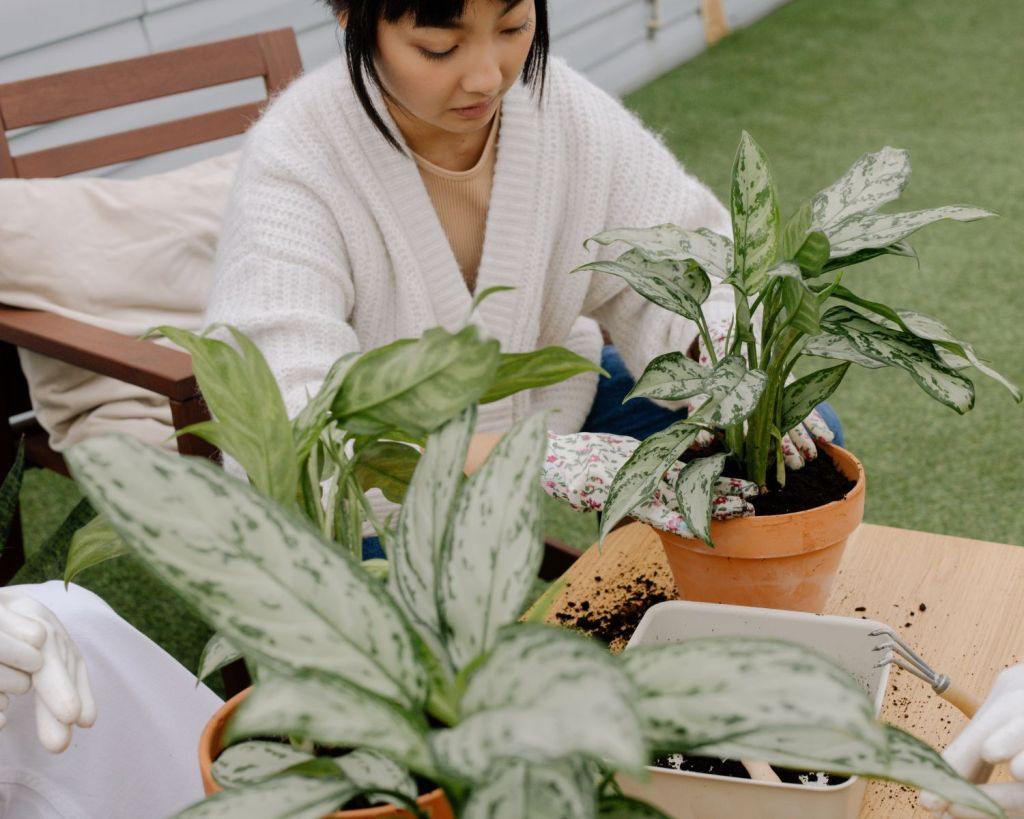 Frau pflanzt eine Pflanze in einen Topf ein