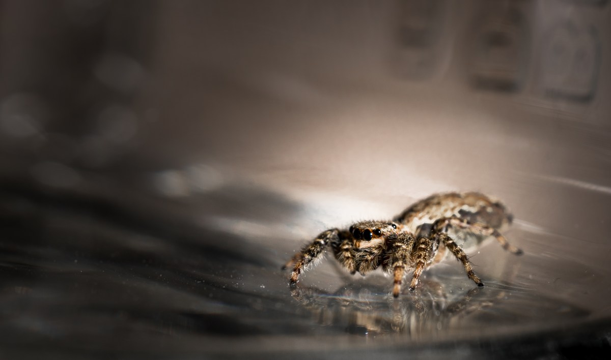 Spinnen lieben dieses Küchengerät: Hier verstecken sie sich am häufigsten – und so wirst du sie mit einfachen Mitteln wieder los.