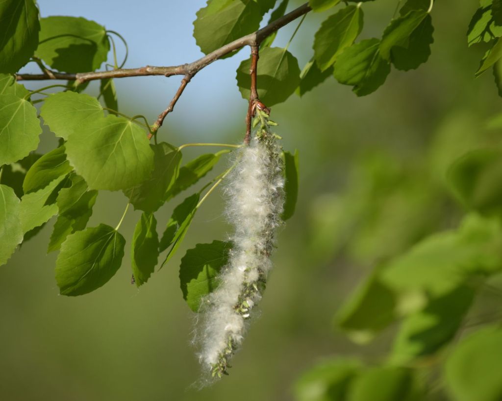 Kanadische Schwarz-Pappel