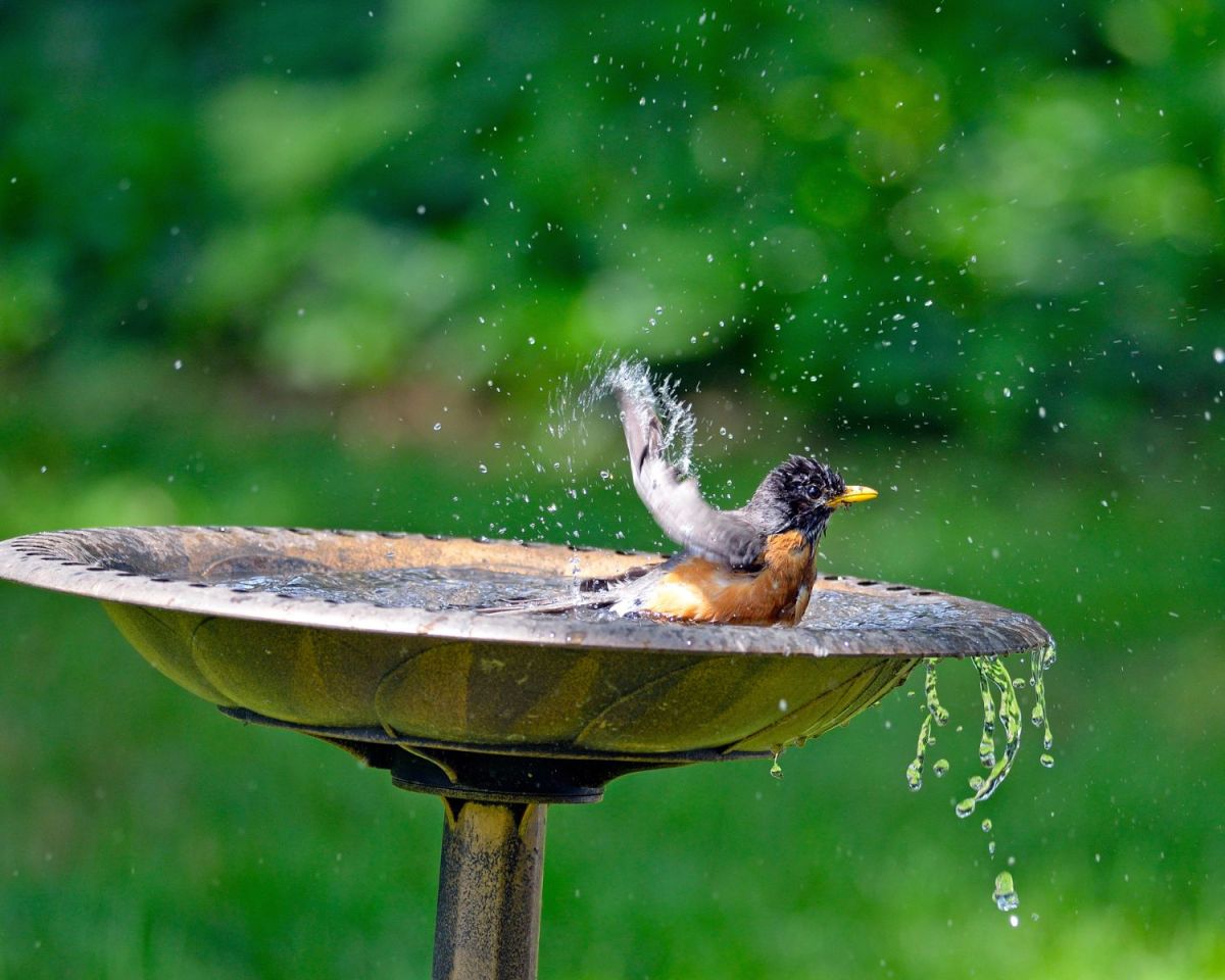 Vogel badet im Vogelbad