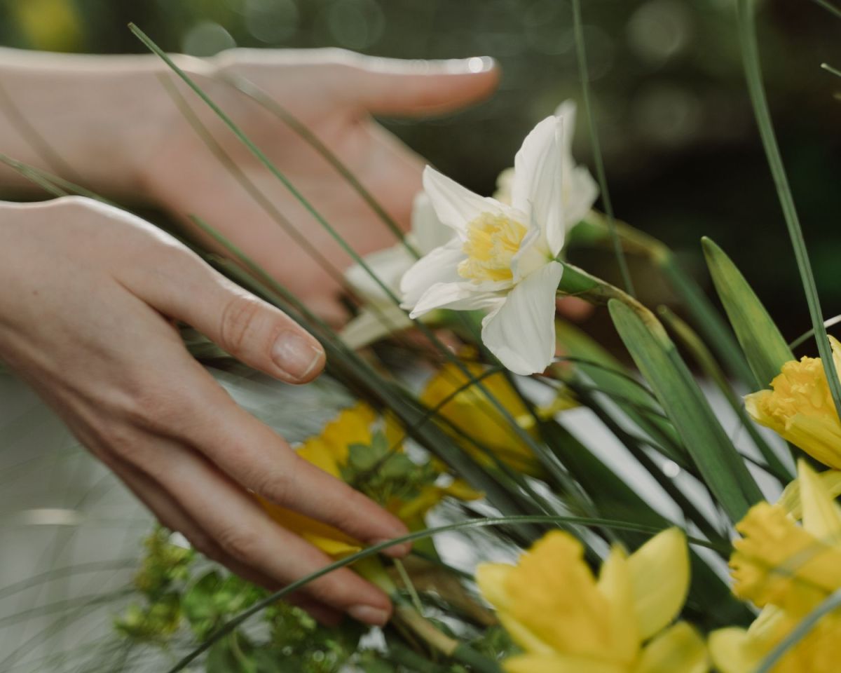 Hand berührt Narzissen