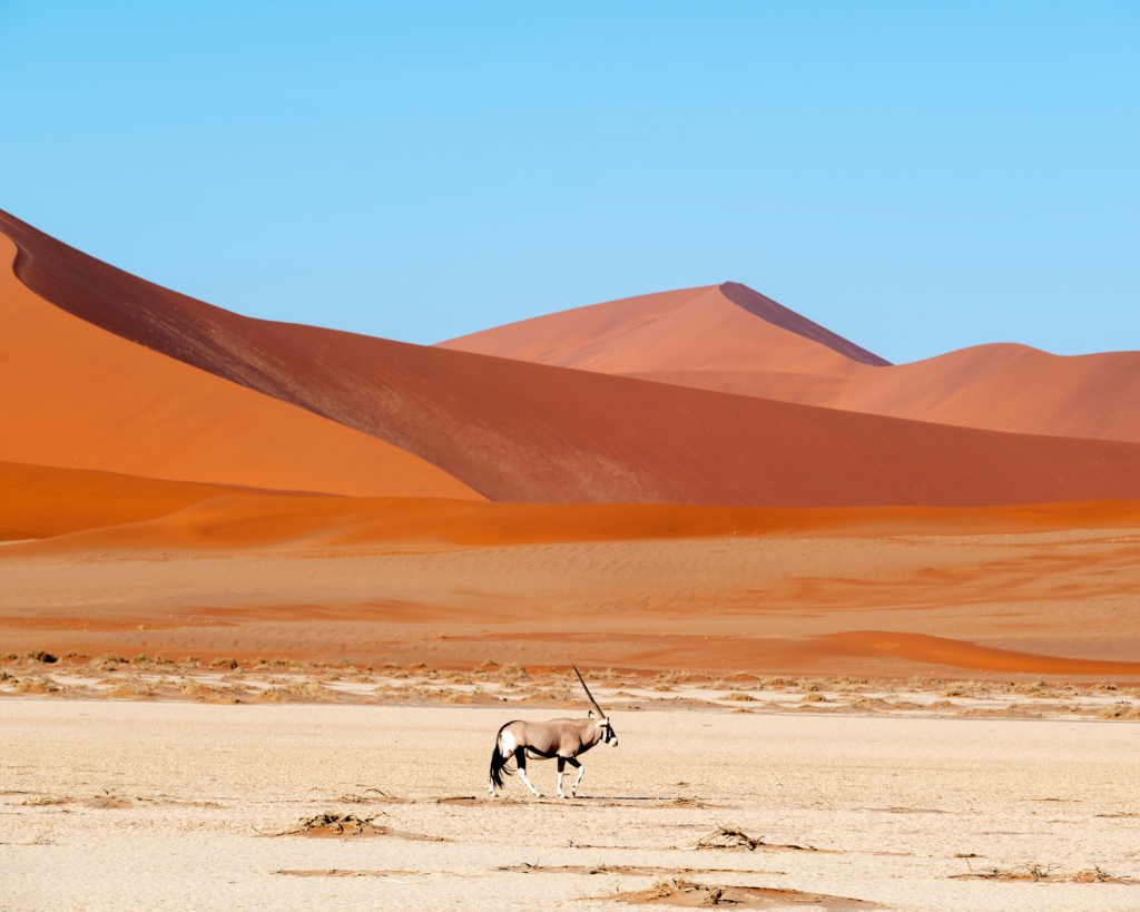 Der markante Oryx-Antilope ist Namibias Wappentier. Sie verkörpert die Besonderheiten des Landes wie kein anderes Tier. Diese große Antilope mit ihren markanten langen Hörnern kann in Bedingungen überleben, in denen keine andere Antilope es könnte. 