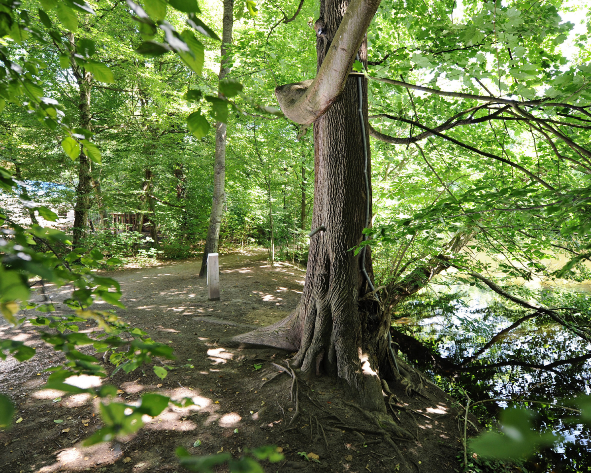 Kuriose Sehenswürdigkeit? Dieser Baum macht Passanten nass – das steckt dahinter!