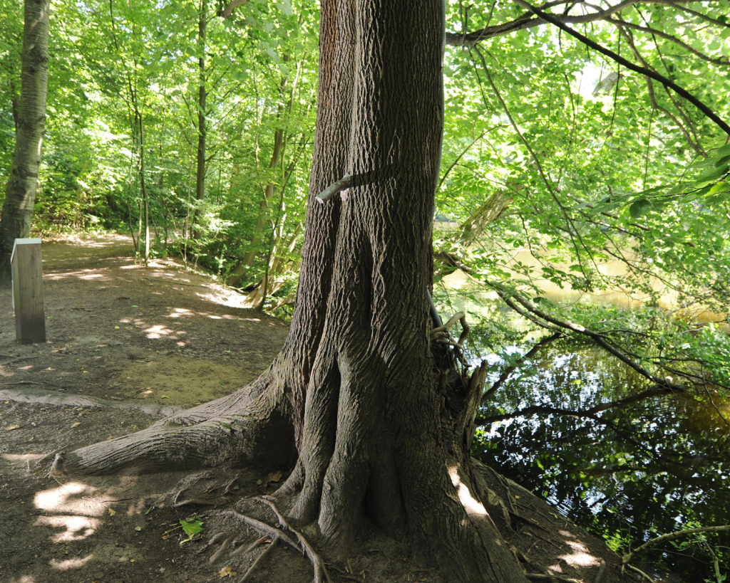 Urinieren im Wald ist eigentlich verboten – der Baum also einen ernsthaften Hintergrund.