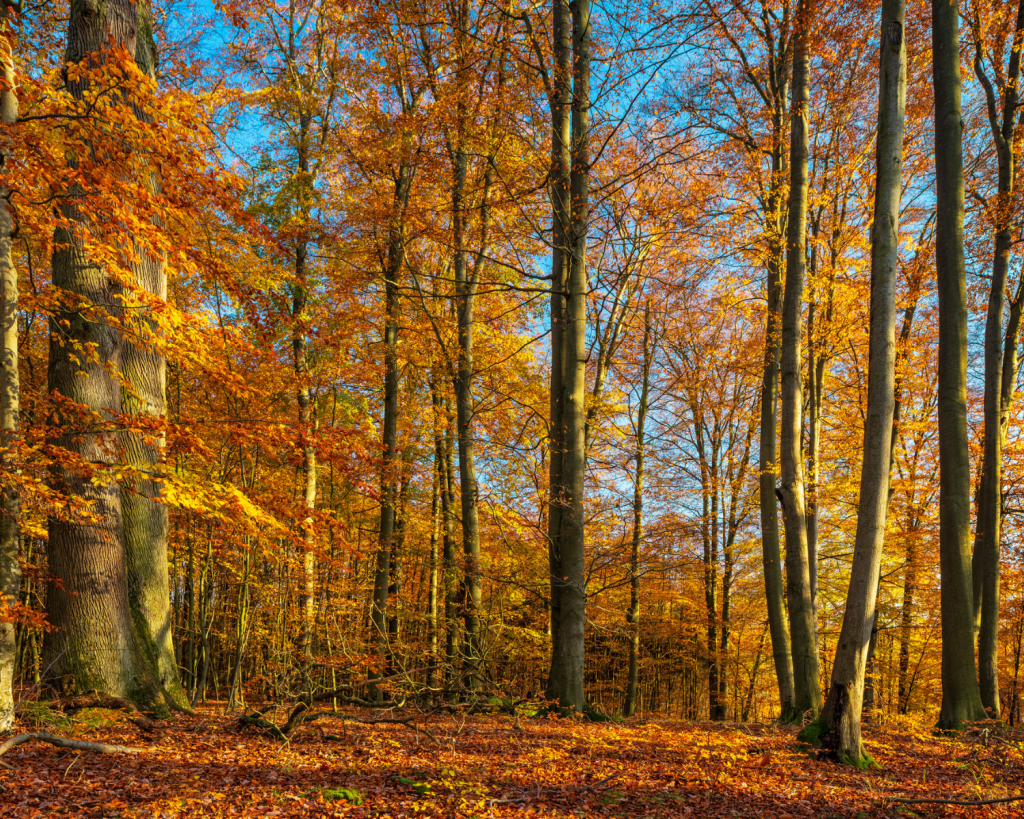 Mit über 320 Quadratkilometern Fläche ist der 1990 gegründete Müritz-Nationalpark der größte terrestrische Nationalpark Deutschlands.