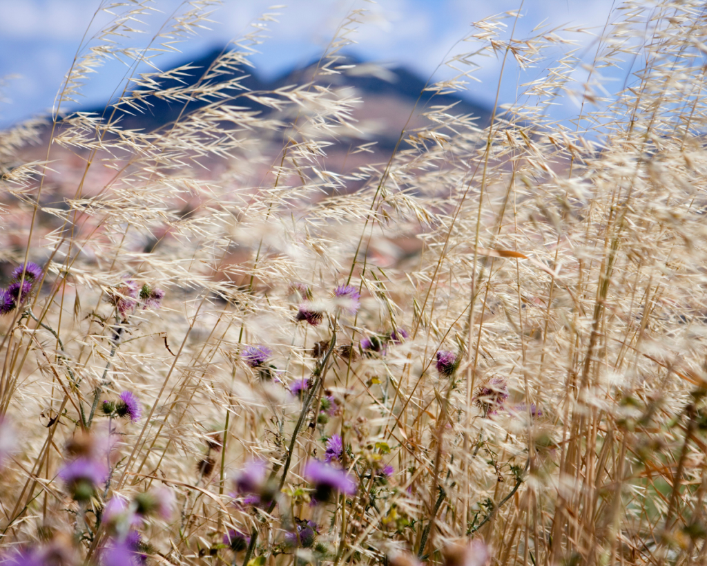 Auf der Insel leben 5500 Menschen, mehr als 4000 davon im Hauptort Vila Baleira.