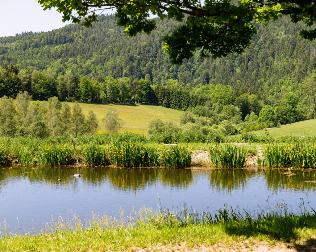 Der Böhmerwald, tschechisch Šumava ist ein Mittelgebirge in Deutschland, Tschechien und Österreich.