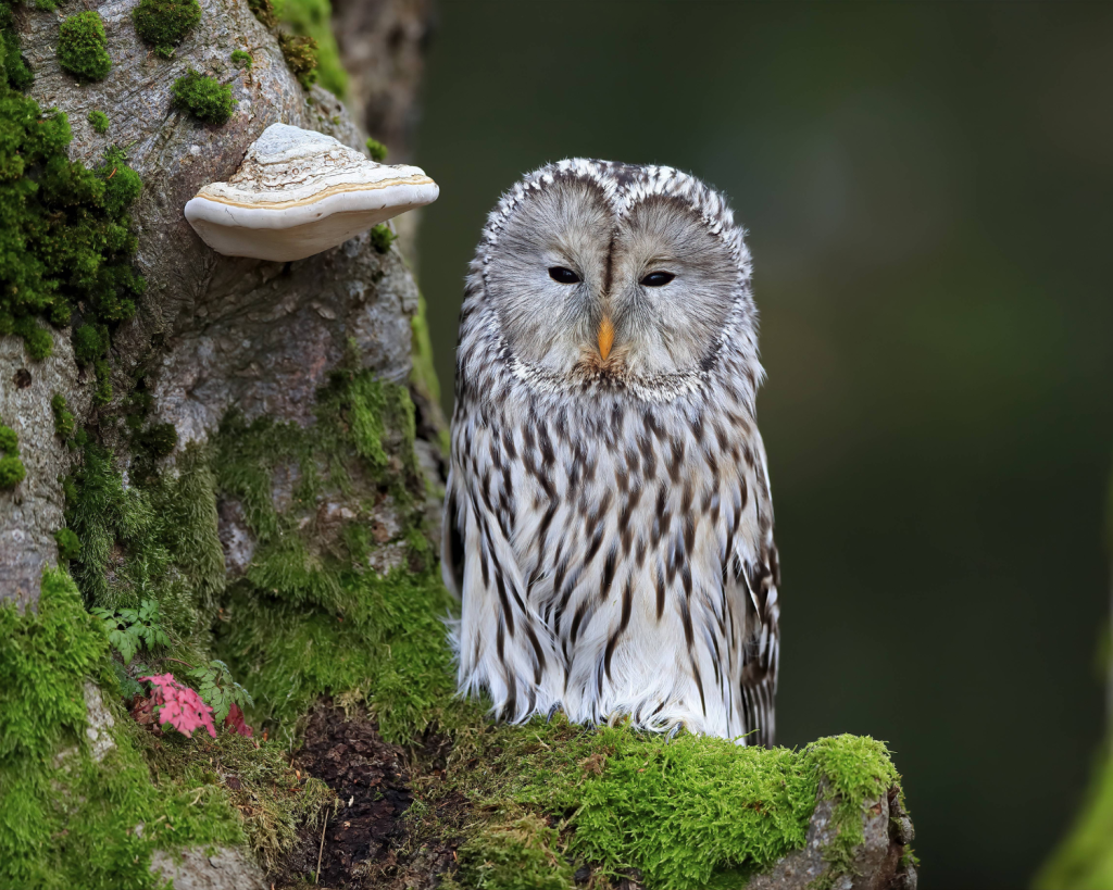 Der Böhmerwald ist die Heimat von zahlreichen Tieren. Neben Elchen leben hier Luchse, Flussotter, Schwarzstörche, Wölfe und Wildkatzen.