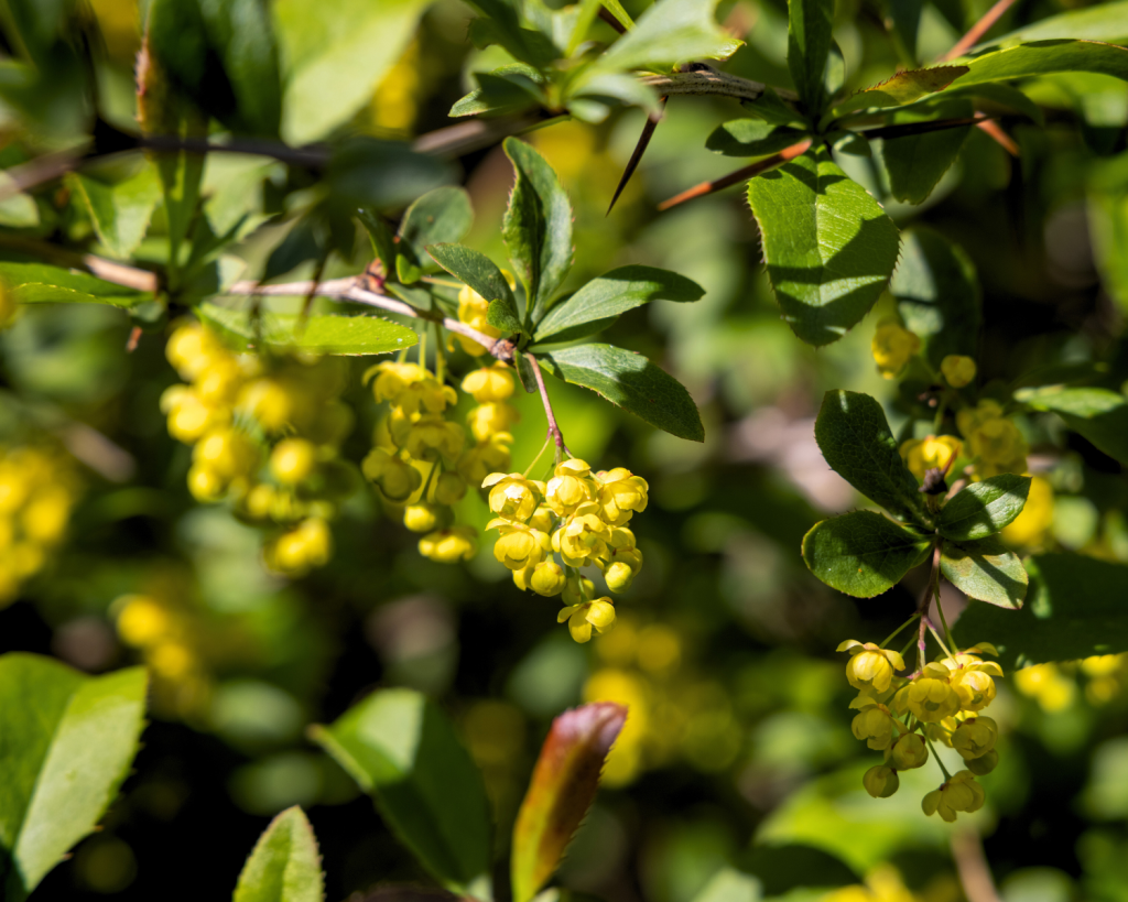 Auf der grünen mit Olivenbäumen und Weinbergen bebauten Insel im Archipel von Zadar leben nur knapp 120 Einheimische.